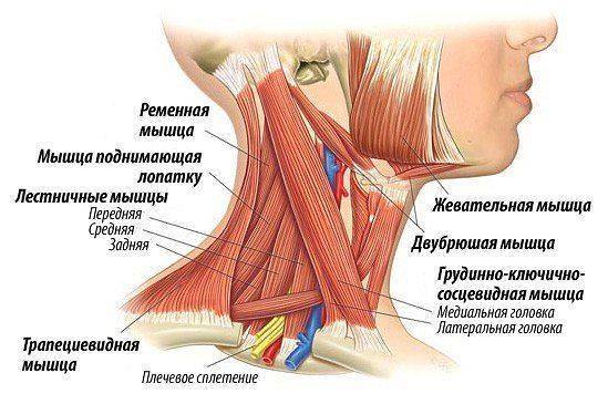 Коррекция шеи в клинике доктора Шишонина: методика