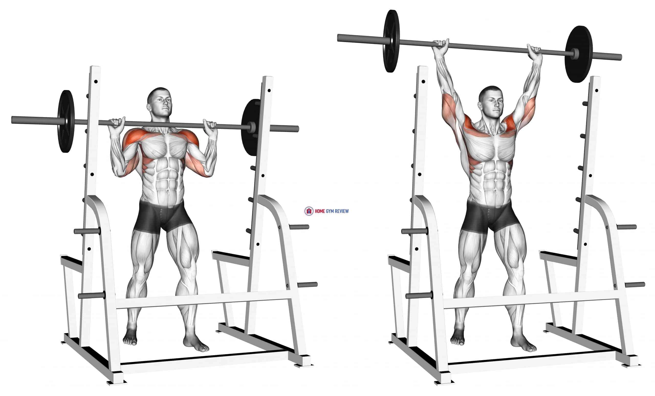 11621101-Barbell-Standing-Military-Press_Shoulders_max-scaled.jpg