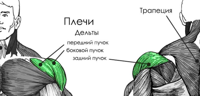 плечи.jpg