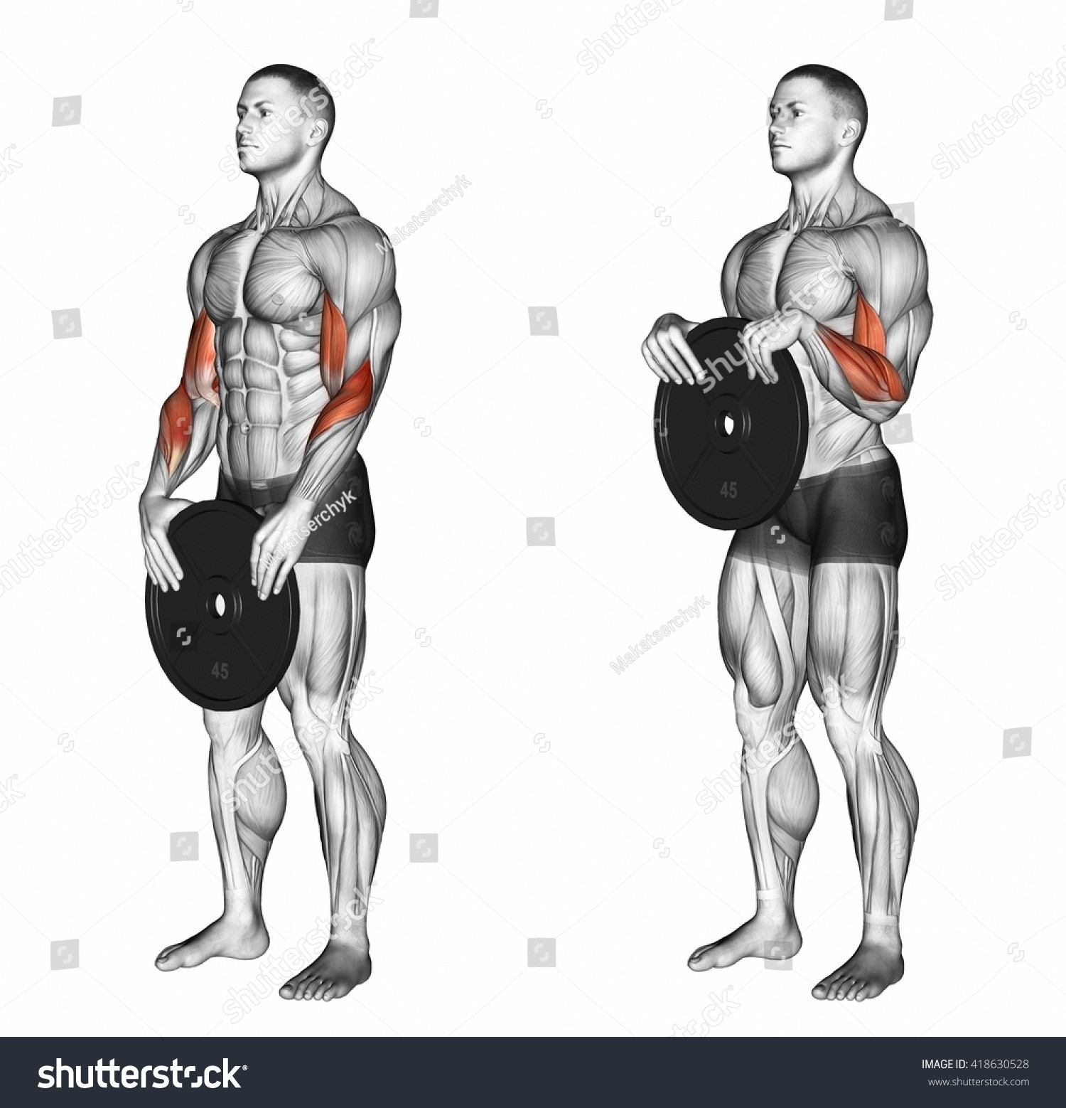 stock-photo-reverse-plate-curls-d-illustration-418630528.jpg