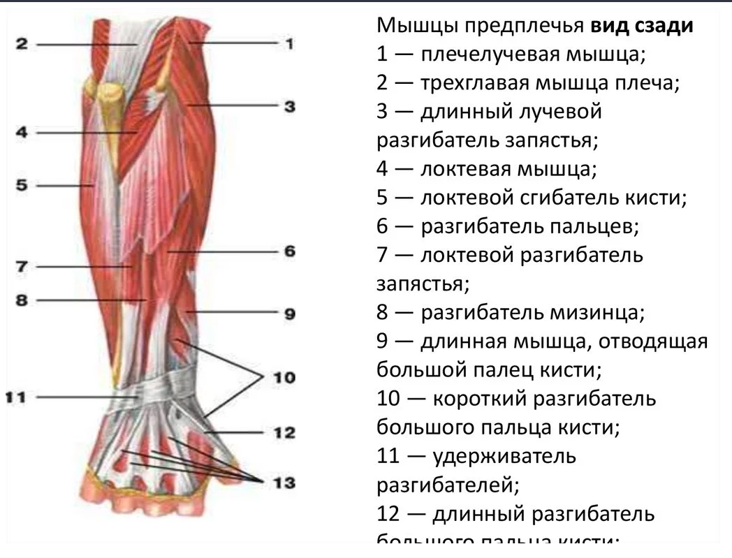 предп.png