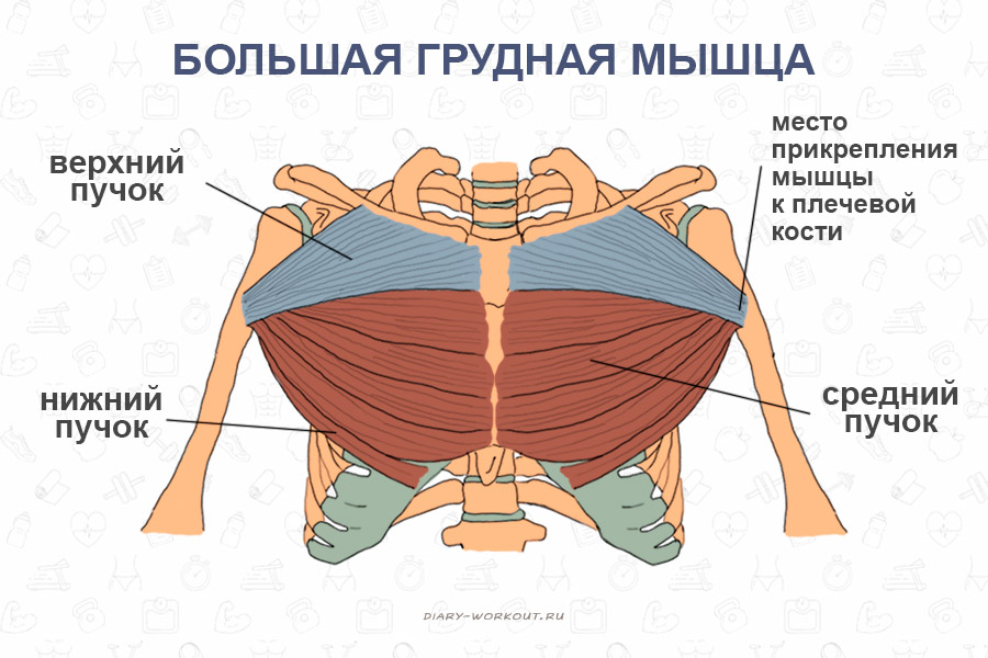 больш груд.jpg