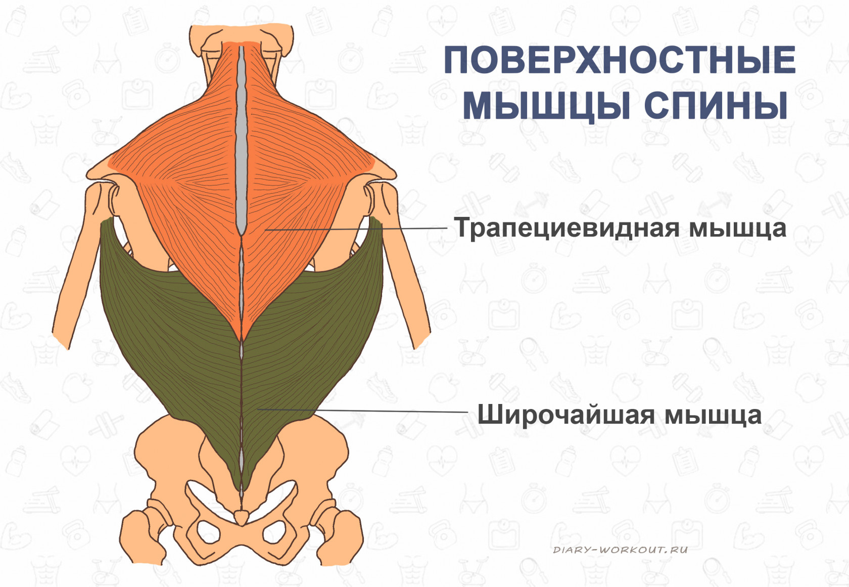 анатомия спины.webp