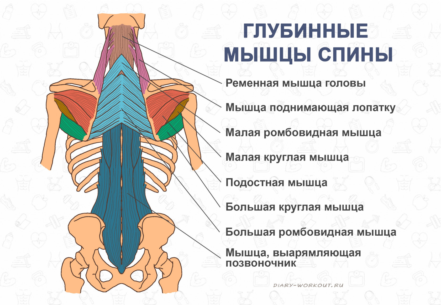 внутренние мышцы спины.png