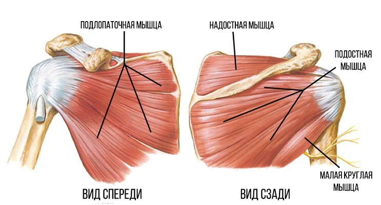 Вращательная-манжета-плеча-Мышцы.jpg