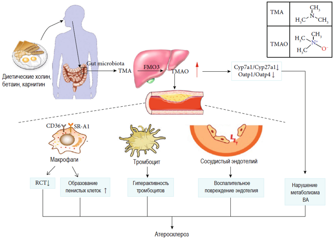 risunok_1_vliyanie_kishechnoj_mikrobiota-zavisimoj_produkcii_trimetilamin_n-oksida_tmao_na_ateroskleroz.png